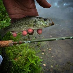 Bass Fly Fishing Pennsylvania